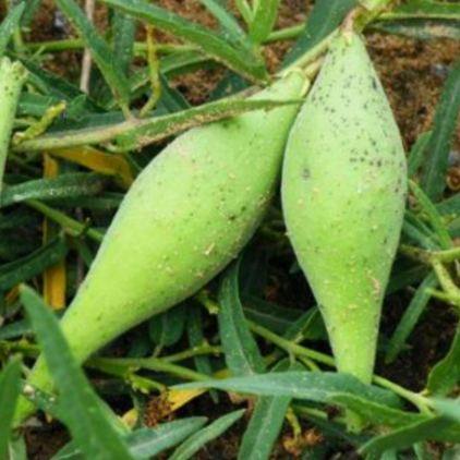 中药常识：地梢瓜作为一种难得的野生食材是怎样种植出来的？