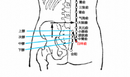 白环俞穴的图片