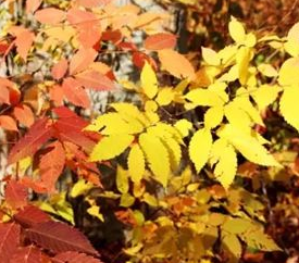 从中医角度了解榉树叶的原植物形态以及附方应用!