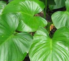 从中医角度了解千年健的功效与作用以及附方应用!