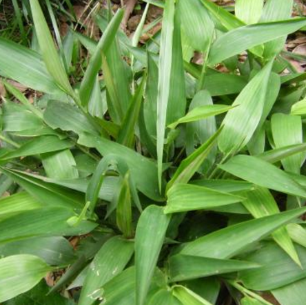 古装宫斗戏中的堕胎“神药”除了碎骨子以外还有哪些呢?