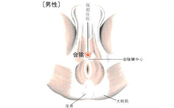 会阴穴的功效与作用