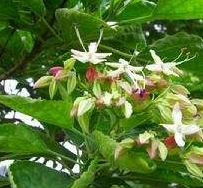 中医角度了解中药材希莶草性状以及服用禁忌！