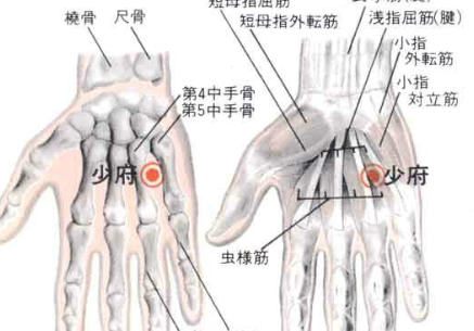 少府穴图片
