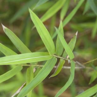 中草药碎骨子的功能主治及其生境分布