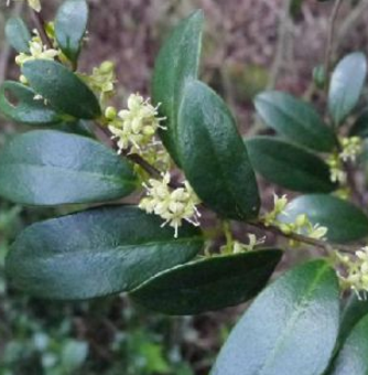 酸藤木孕妇可以服用吗?它的功效与作用及其药用禁忌有哪些?