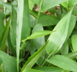 从中医角度了解碎骨子的植物形态以及附方应用!