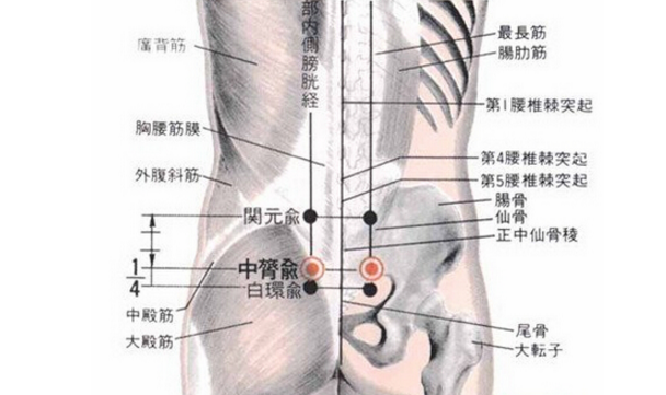 中膂俞穴位置