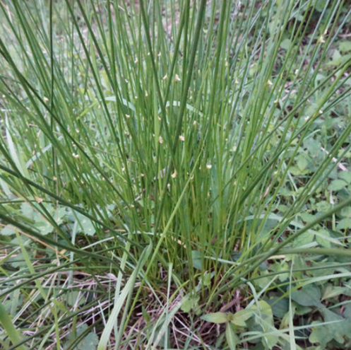 蒲草根作为一种民间的中药野菜，不仅可食用外敷，而且还能作驱蚊之用！