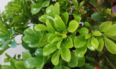 中药紫油木为什么叶子总是掉 ，该怎么养？紫油木叶的功效