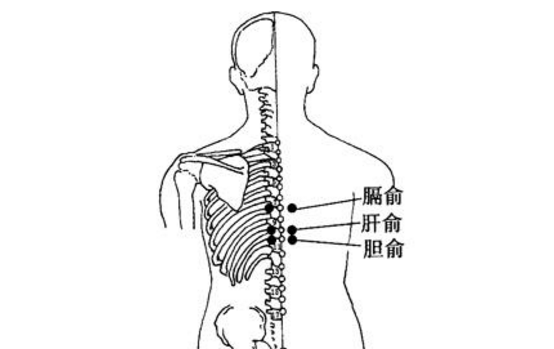 胆俞穴图片