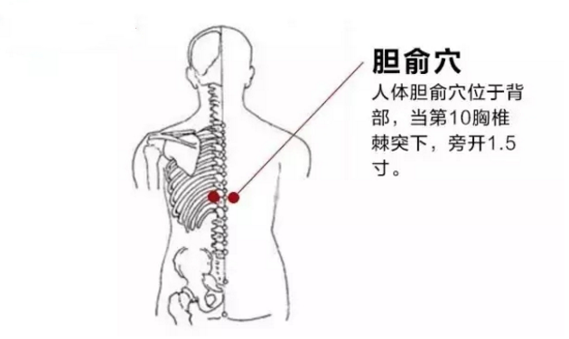 胆俞穴穴位配伍