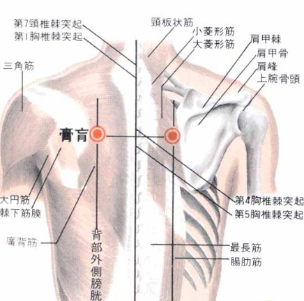 膏肓穴疼痛是怎么回事？膏盲穴的准确位置及其艾灸的功效与作用有哪些？