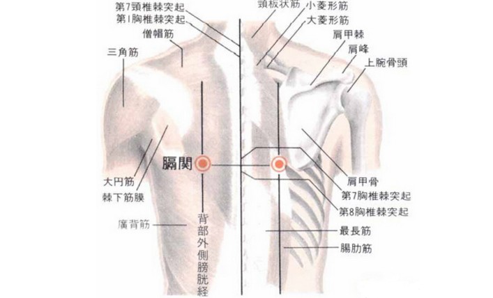 膈关穴的图片