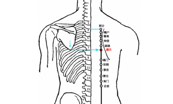 膈关穴的功效与作用