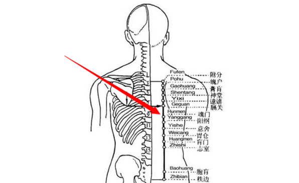 魂门穴位置