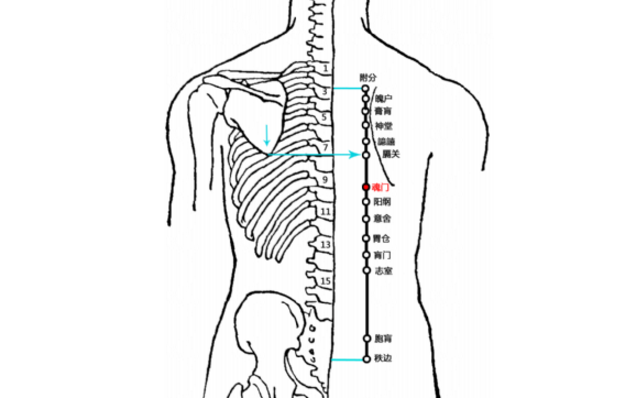 魂门穴的功效与作用