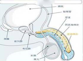 埃布斯坦综合征的图片