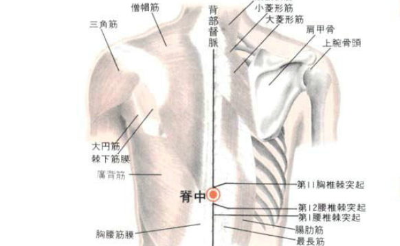 脊中穴的图片