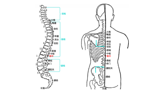 脊中穴的功效与作用