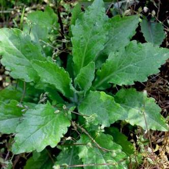 中药女菀功能主治及其图片形态！