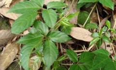 中药材独脚柑2018年的价格走势是怎样的？独脚柑的图片