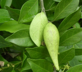 中医角度了解武靴藤图片以及它的单方验方！