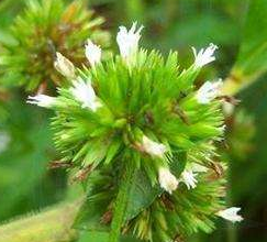 从中医角度了解地胆草的功效与作用以及验证方法！