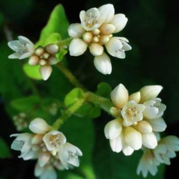 中医角度了解中药材赤胫散的功效与作用以及生境分布!