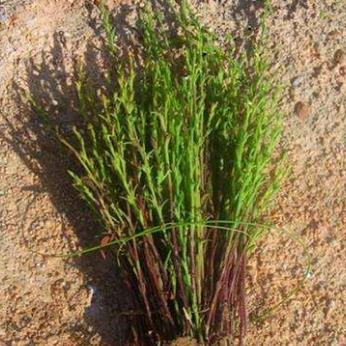 独脚柑的功能主治及其选方应用！