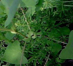 从中医角度了解独脚柑的功效作用以及生理习性！