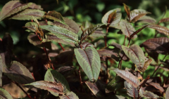 中药赤胫散的功能主治及其栽培技术介绍！