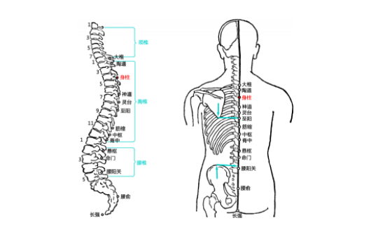 身柱穴主治疾病