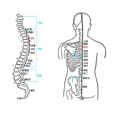 艾灸身柱穴让孩子更强壮，身柱穴的准确位置及其取穴方法有哪些？