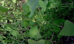 中医巧用独脚柑治小儿伤食，独脚柑怎么辨别？