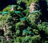 从中医角度了解崖松的功效与作用以及植物形态！