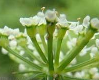 从中医角度了解竹叶参图片以及它的附方应用！