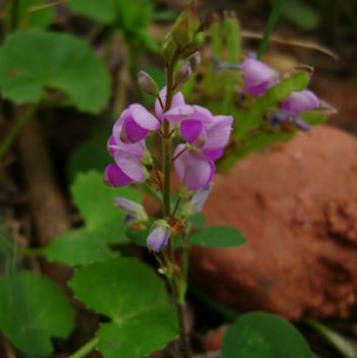饿蚂蝗孕妇能吃吗?饿蚂蝗的用药禁忌都有哪些?