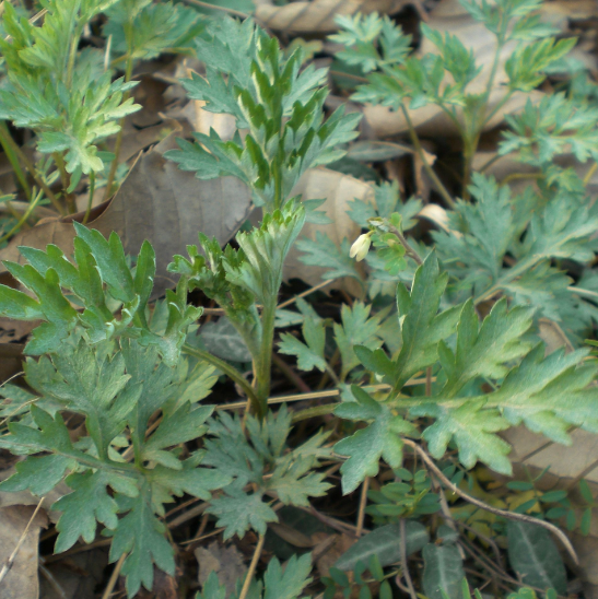 雪山一支蒿为何会导致中毒呢？中毒以后又该如何治疗？