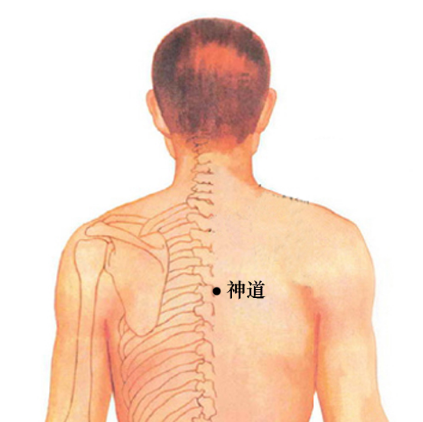 神道穴的准确位置在哪？中医教你按摩神道穴有清热止痛的作用！