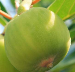 从中医角度了解木莲果图片以及附方应用！