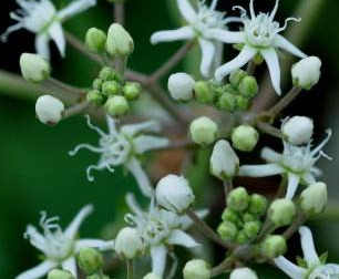 从中医角度了解地梢瓜图片以及附方应用！