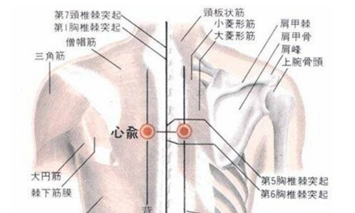 心俞穴位置