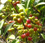 从中医角度了解酸藤木的功效与作用以及原形态！