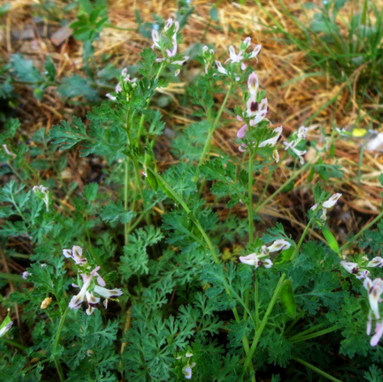 地丁草可用于清热解毒、消肿止痛,那么你知道地丁草是如何种植的吗?