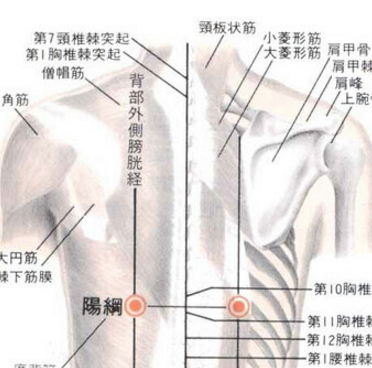 阳纲穴的准确位置在哪？中医教你按摩阳纲穴有疏肝利胆、健脾化湿的作用！