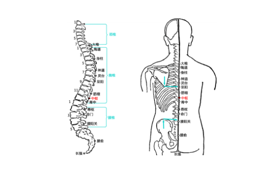 中枢穴的图片