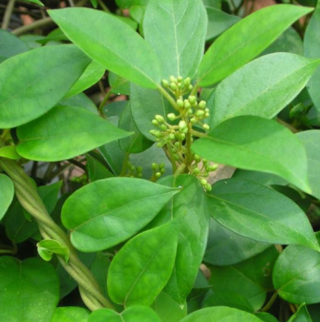 高血糖对人体有哪些危害?专家解读合理降糖有中药武靴藤就够了!