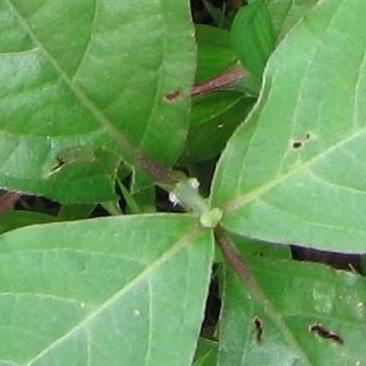 豚草(倒扣草)治疗跌伤筋缩疼痛的方法及其豚草图片形态!