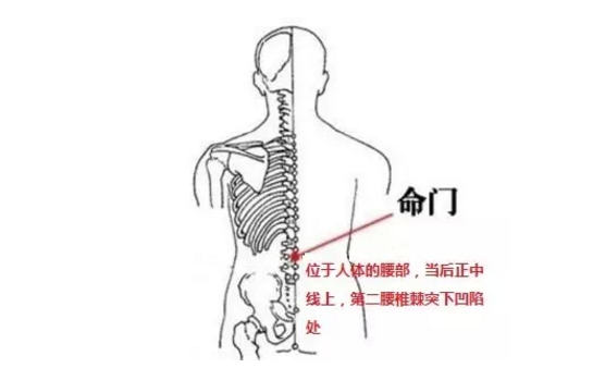 命门穴的功效与作用